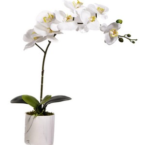 White Phael Orchid in Marble Ceramic