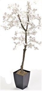 6' White Olive Tree