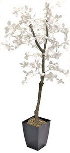 6' White Olive Tree