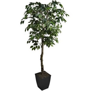 6' Ficus Tree